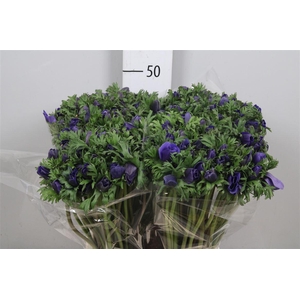 Anem Co Carmel Blue