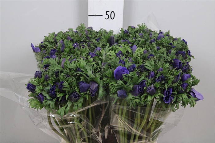 <h4>Anem Co Carmel Blue</h4>