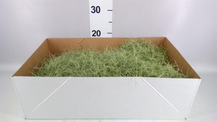 <h4>Tillandsia usneoides</h4>