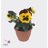 Viola wr. 'Alpha Red Wing'