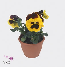 Viola wr. 'Alpha Red Wing'