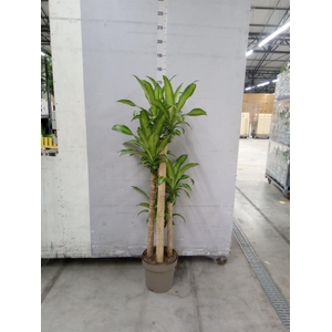 Dracaena frag. 'Massangeana'