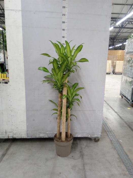 <h4>Dracaena frag. 'Massangeana'</h4>