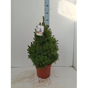 PICEA GL CONICA