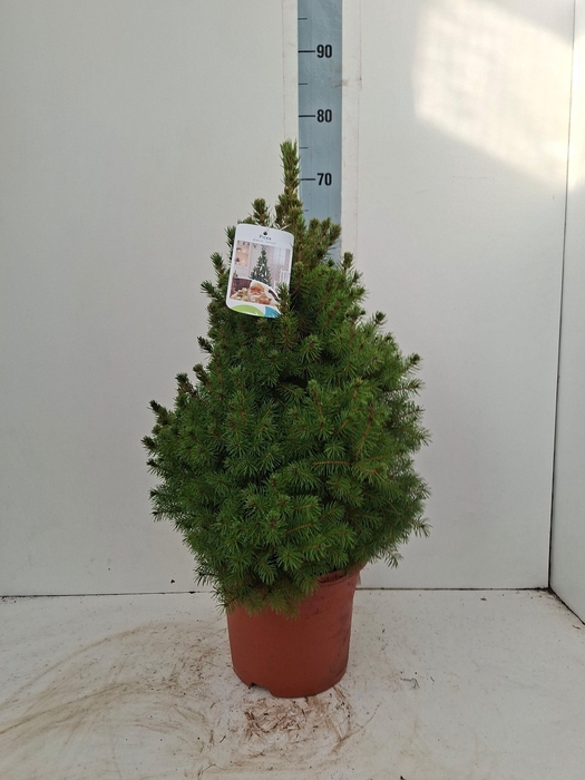 <h4>PICEA GL CONICA</h4>