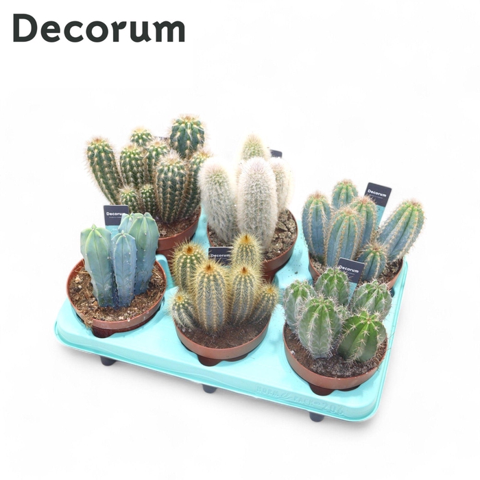 <h4>Cactus Column Mix P12</h4>
