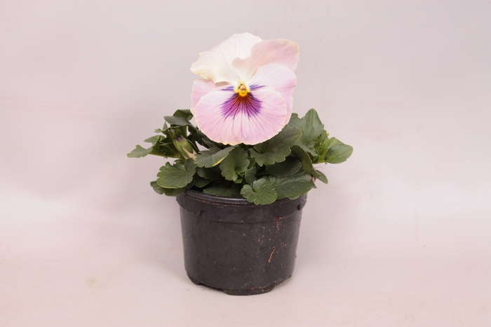 Viola wittrockiana F1 Purple/Violet