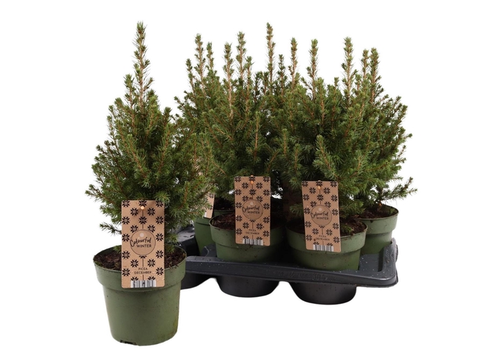 <h4>Picea Gl December</h4>