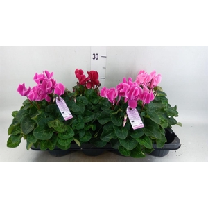 CYCLAMEN MD 'MACRO' MIXTRAY