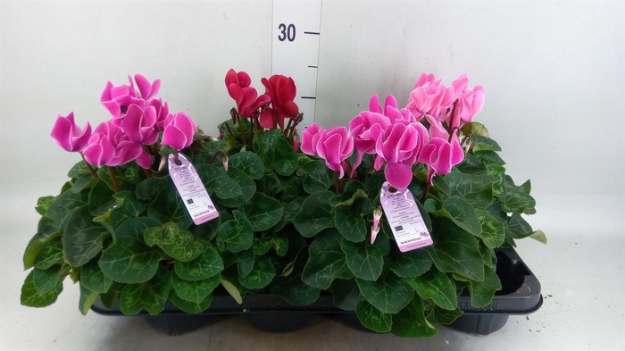 <h4>CYCLAMEN MD 'MACRO' MIXTRAY</h4>