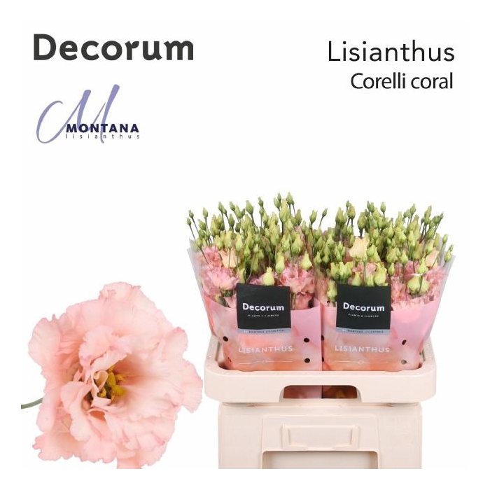 <h4>Eus G Corelli Coral</h4>