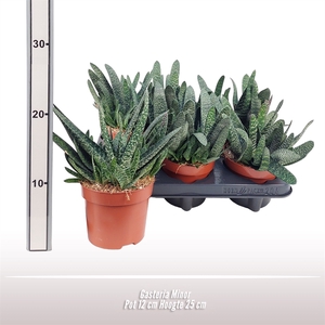 Gasteria Minor