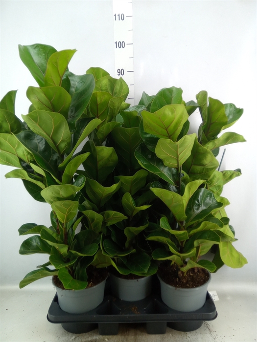 Ficus lyrata 'Bambino'