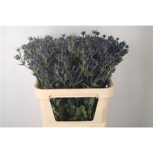 Eryngium Mag Rowshow