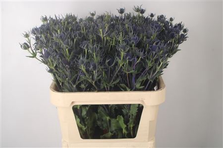 <h4>Eryngium Mag Rowshow</h4>