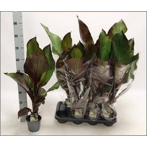 ENSETE VENT MAURELII