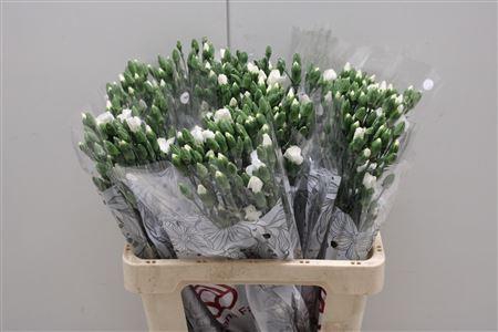 <h4>Di Solomio Ard</h4>