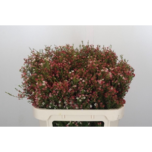 Chamelaucium My Sweet 16