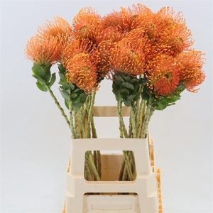 Leucospermum Peter Cone | Leafless