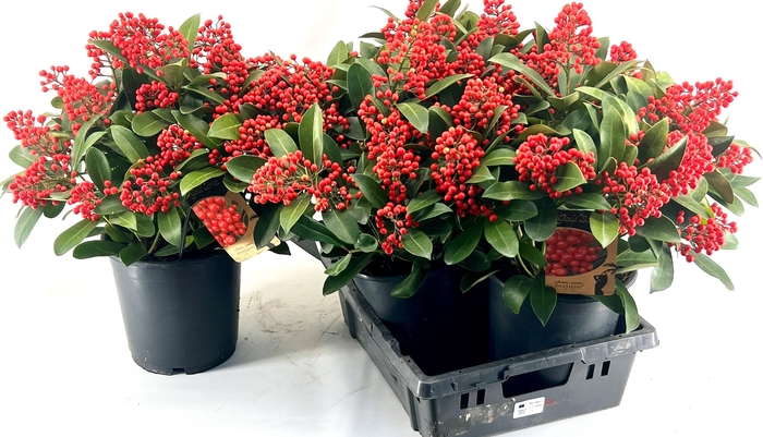 <h4>SKIM J PASSION</h4>