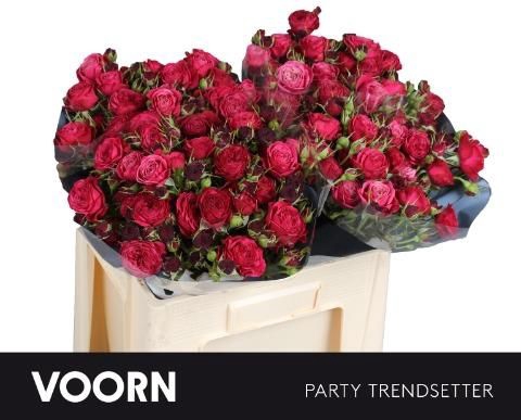<h4>R TR PAR TRENDSETTER</h4>