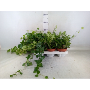 Hedera helix 'Wonder'