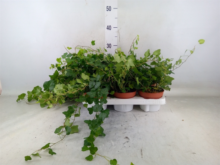 <h4>Hedera helix 'Wonder'</h4>