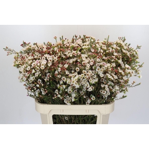 Chamelaucium Moonlight Delight