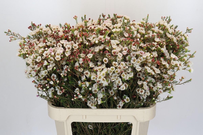 <h4>Chamelaucium Moonlight Delight</h4>