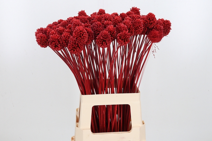 <h4>Allium Sphaero Kl Bh Rood</h4>