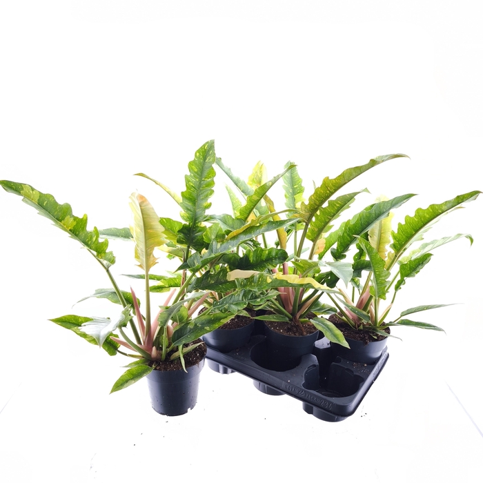 <h4>PHIL RING OF FIRE</h4>