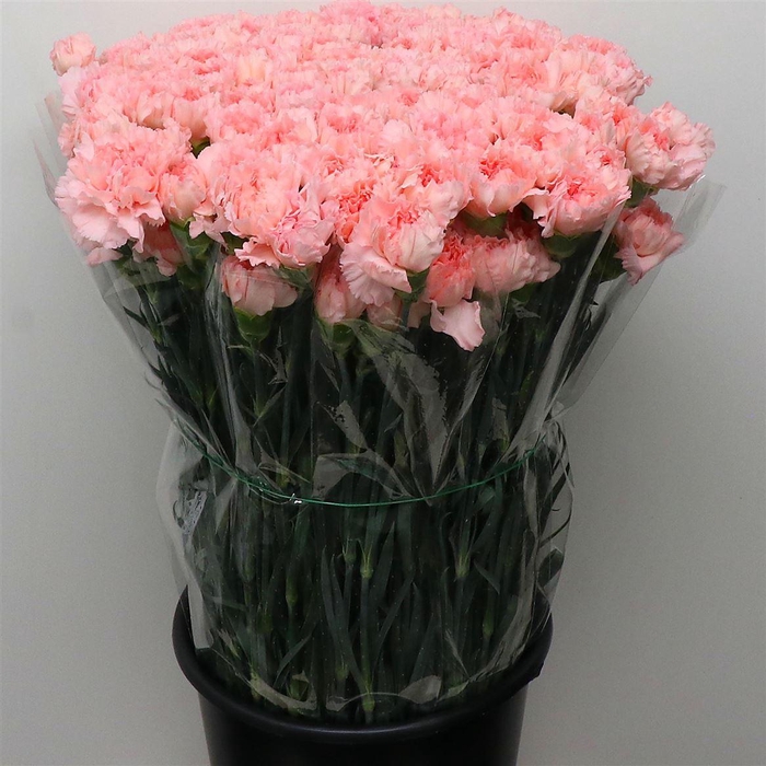 <h4>Di St Mona Lisa Pink</h4>