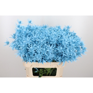 Eryn Orion Kl Bh Licht Blauw