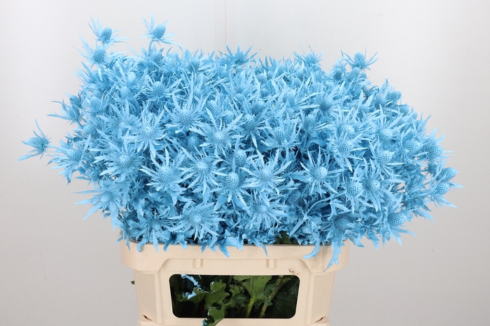 <h4>Eryn Orion Kl Bh Licht Blauw</h4>