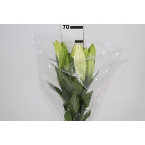 LIRIO SANTANDER 070 CM HA MIN 2 FLS