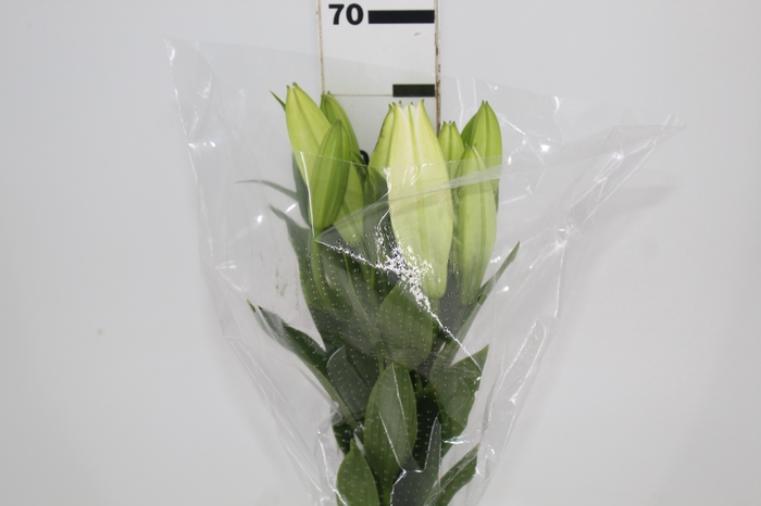<h4>LIRIO SANTANDER 070 CM HA MIN 2 FLS</h4>