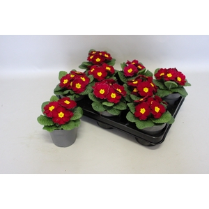 Primula acaulis Wine Red