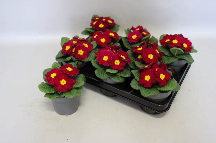 <h4>Primula acaulis Wine Red</h4>