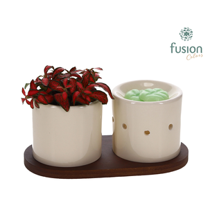 Fusion Scents keramiek Gift set plankje met Fittonia