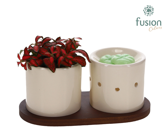 <h4>Fusion Scents keramiek Gift set plankje met Fittonia</h4>