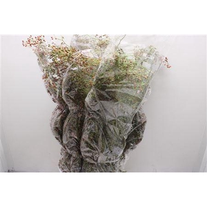 Rosa Corallo 100 Ptk
