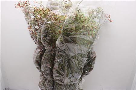 <h4>Rosa Corallo 100 Ptk</h4>