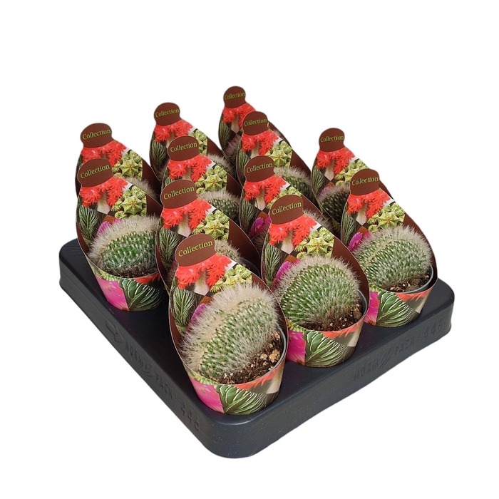 <h4>CLEISTOCACT STRAUSII</h4>