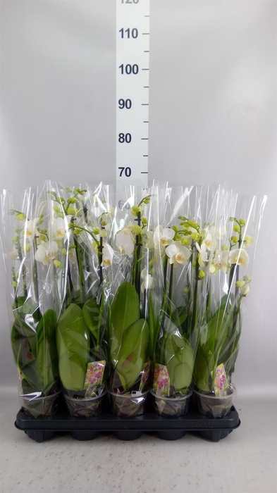 <h4>Phalaenopsis   ...white</h4>