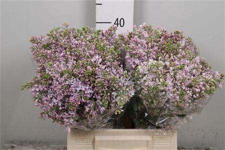 <h4>Syr V Hugo Koster 4+</h4>