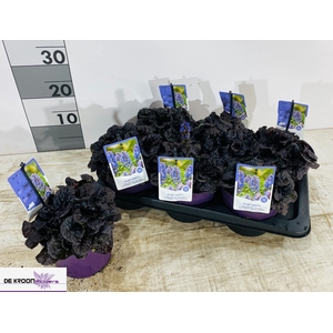 AJUGA R BRAUNHERZ