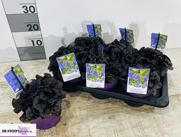 <h4>AJUGA R BRAUNHERZ</h4>