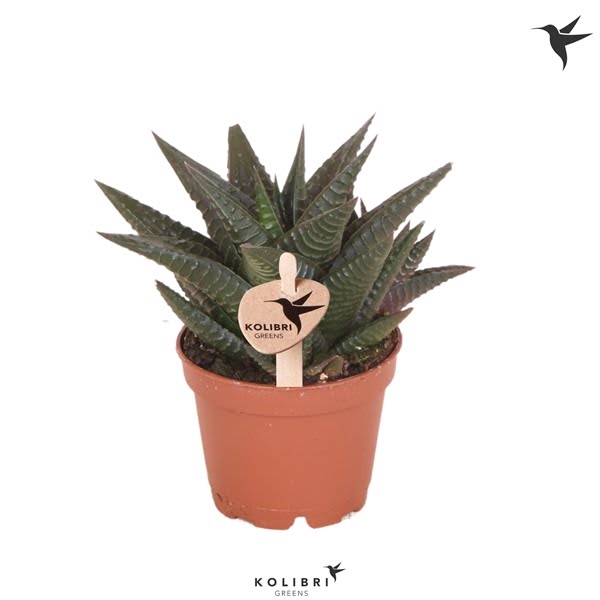 <h4>Kolibri Greens Succulenten Haworthia Limifolia</h4>