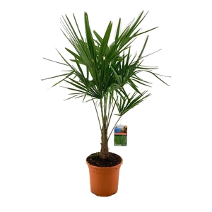 Trachycarpus fortunei