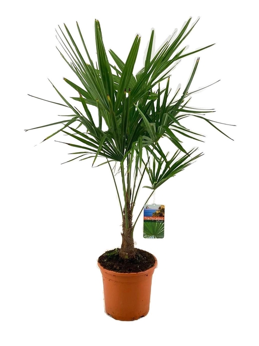 <h4>Trachycarpus fortunei</h4>